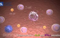 Enhancement of immunity with HIPRAMUNE® T